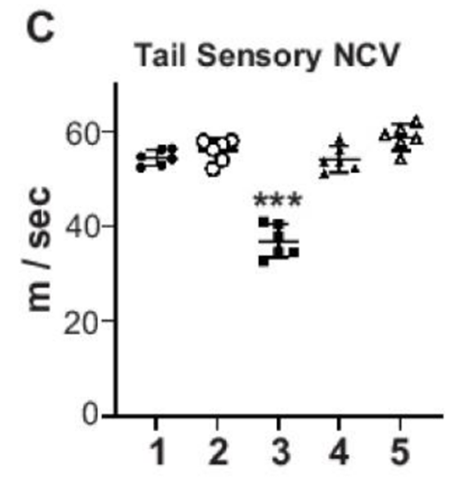 NMN restores diabetes-induced nerve dysfunction.