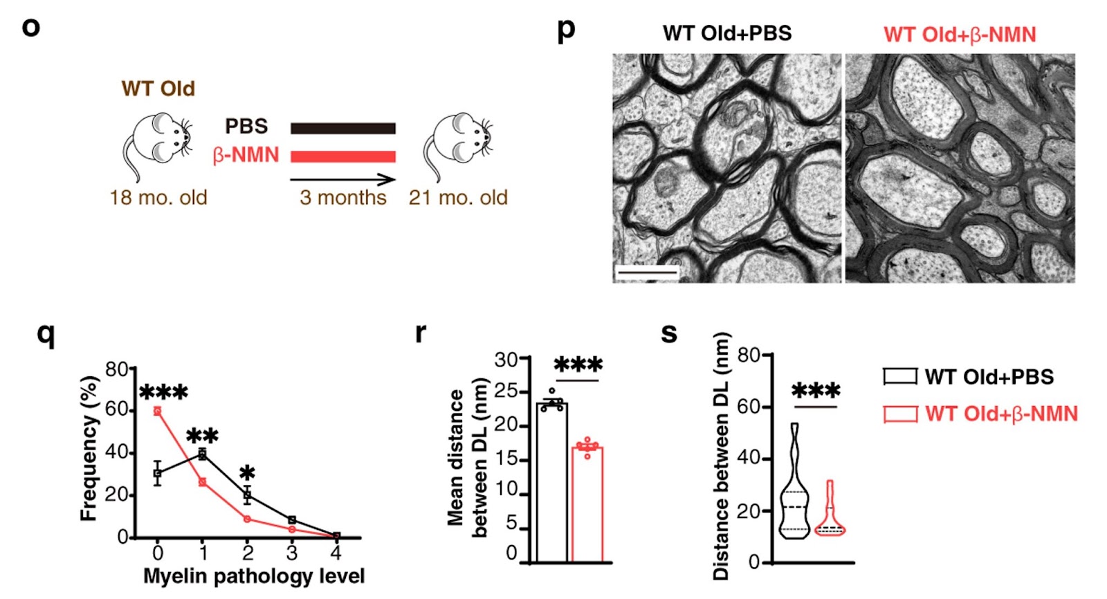 NMN delays myelin aging in aged mice.