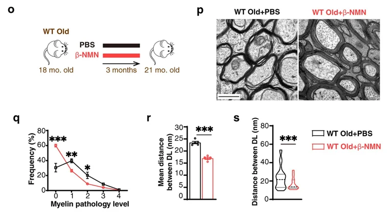 NMN delays myelin aging in aged mice. NMN delays myelin aging in aged mice.