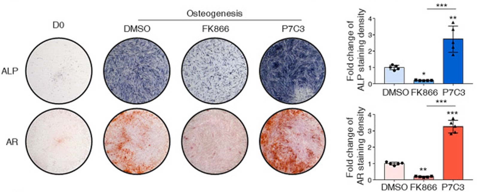 Enhancing NAMPT activity increases bone generated from adult stem cells.