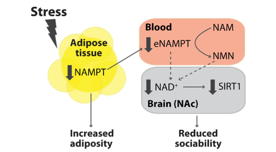 NAMPT actions in fat and blood affect NAD+ levels in the nucleus accumbens to link increased fat levels (adiposity) with sociability deficits programmed by peripubertal stress