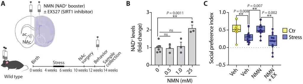 NMN administration in the nucleus accumbens prevents sociability deficits induced by peripubertal stress in male mice.