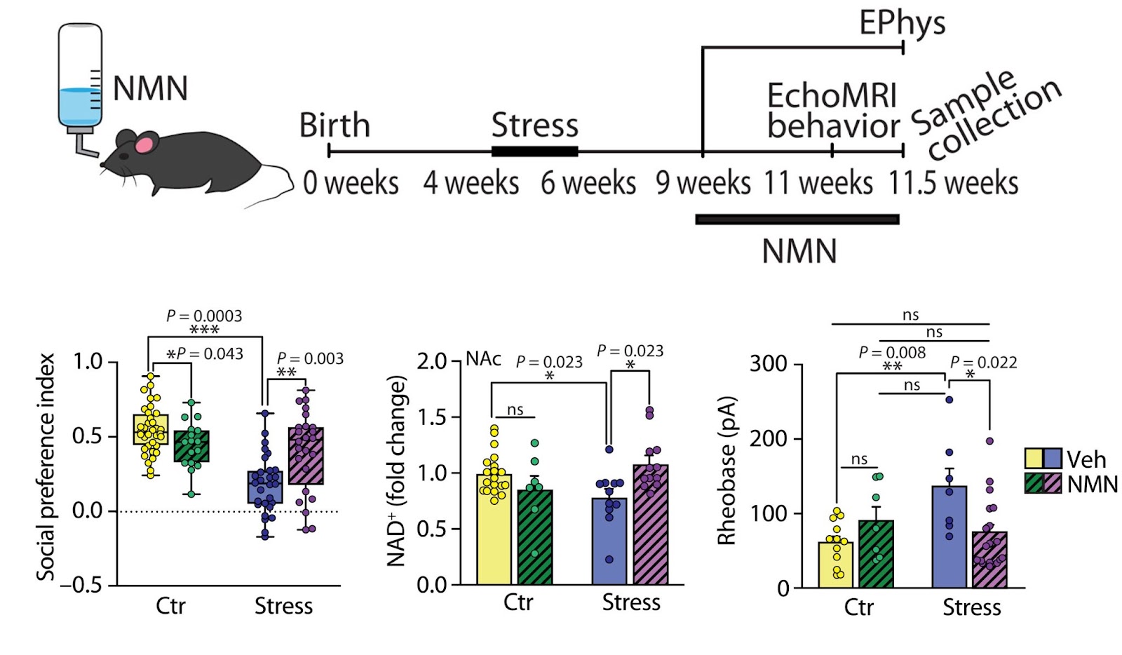 Dietary supplementation with NMN reverss brain function and behavior induced by peripubertal stress in adult male mice.