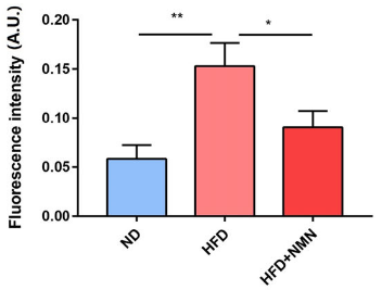 NMN reduces DNA damage in obese female mice