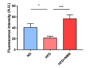 NMN restores actin structural protein abundance