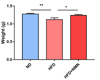 NMN restores the body weight of offspring from obese mothers