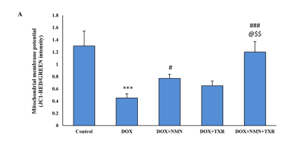 NMN and troxerutin combo preserves mitochondrial function.