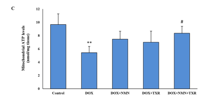 NMN and troxerutin combo preserves mitochondrial function.
