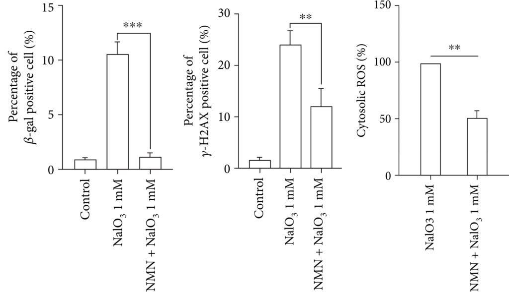 NMN Reduces Senescence in Degenerated Human Retina Cells.
