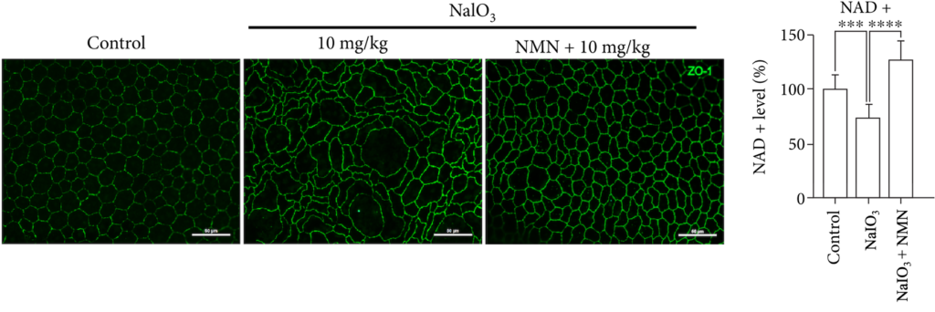 NMN Prevents Degenerated Mouse Retina Structural Changes.