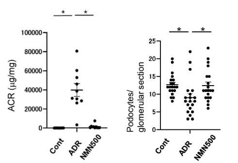 NMN restores kidney function.