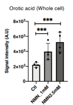 NMN drives nucleotide production in mitochondria.