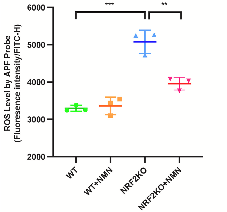 NMN Reduces Reactive Oxygen Species (ROS).