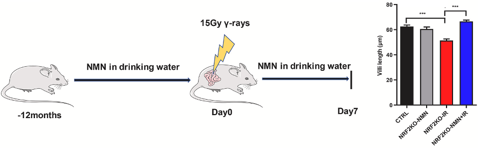 NMN Protects Against Radiation-Induced Intestinal Damage.