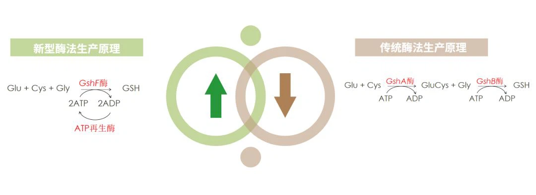 Advantages Of Enzymatic Production Of Glutathione Advantages Of Enzymatic Production Of Glutathione