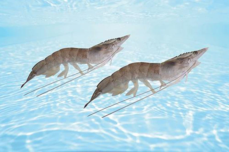 Glutathione is Beneficial To Healthy Breeding Of Animals