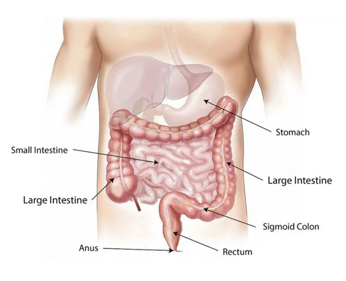 NMN Reverses Intestinal Aging NMN Reverses Intestinal Aging