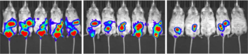 NMN May Improve The Body's Ability To Suppress Tumors And Prolong Life