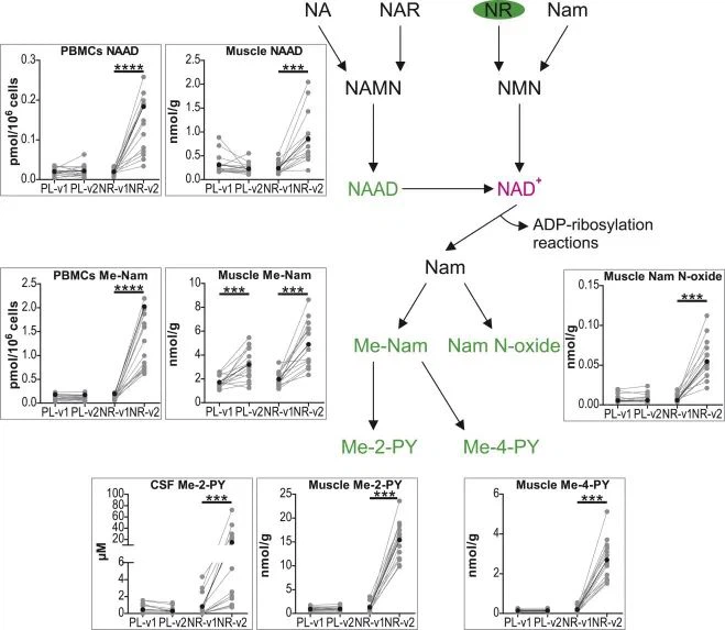 NMN Is Expected To Treat PD