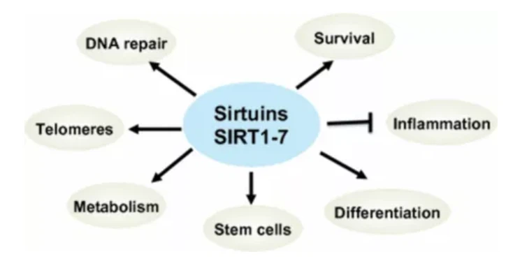 Study Shows NMN Improves Sleep, Fatigue, Physical Function Study Shows NMN Improves Sleep, Fatigue, Physical Function