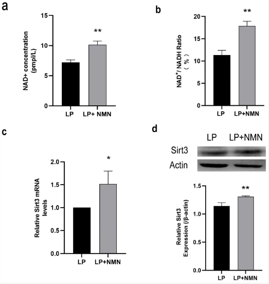 Supplementing NMN Can Alleviate The Aging Of Mesenchymal Stem Cells And Improve Mitochondrial Dysfunction