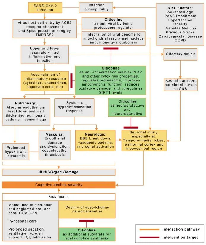 Potential Role Of Citicoline On Cognitive Decline Associated With COVID-19