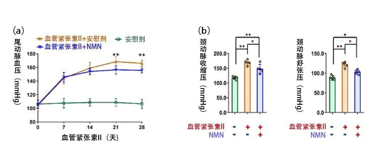 NMN Helps Maintain Cardiovascular Health NMN Helps Maintain Cardiovascular Health