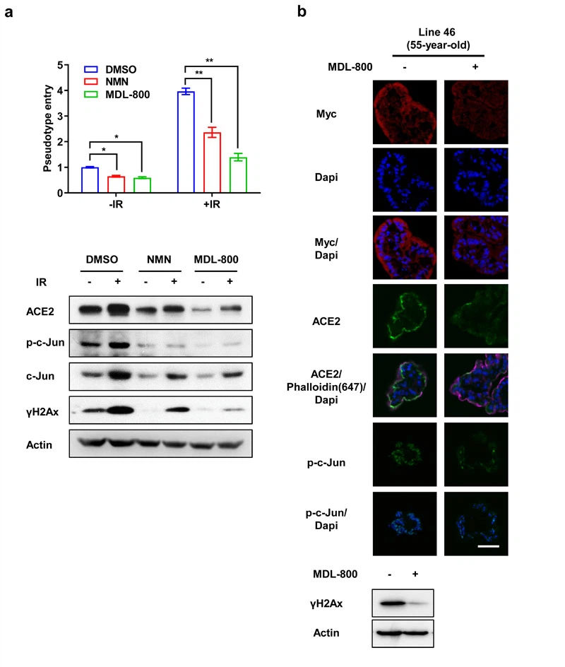 NMN May Mitigate COVID-19 Infection And Lung Injury