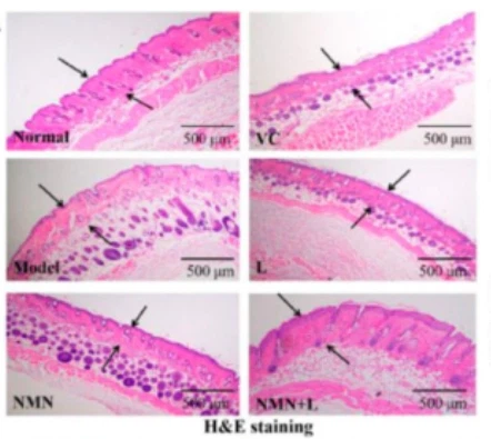 Comparison of skin conditions under different experimental combinations