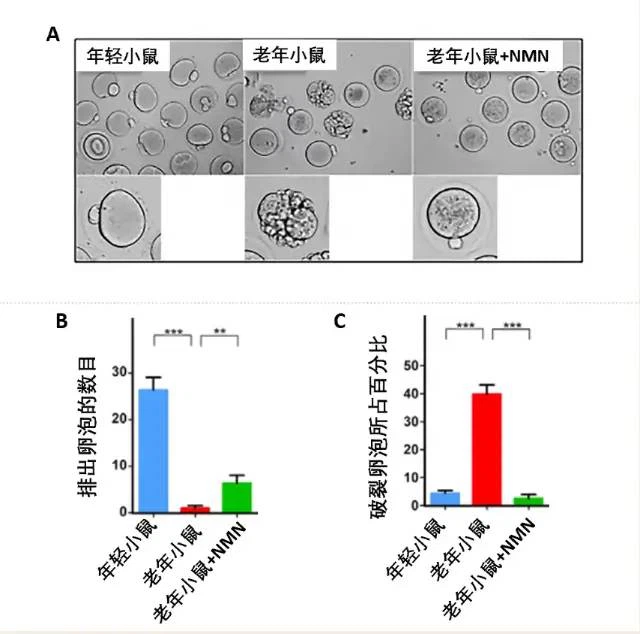 Comparison chart of ovulation number and follicle rupture degree in young mice, aged mice and aged mice supplemented with NMN Comparison chart of ovulation number and follicle rupture degree in young mice, aged mice and aged mice supplemented with NMN