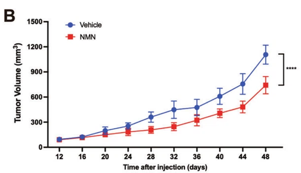 Figure 3: Volume of tumors in NMN and control mice