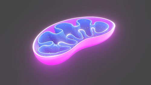 NMN found to improve mitochondrial function in age-related diseases