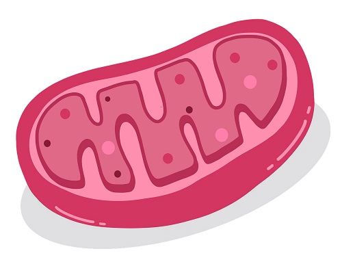 Effects of NMN on the regulation of cholesterol metabolism