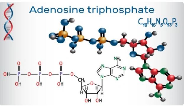 Adenosine triphosphate Adenosine triphosphate