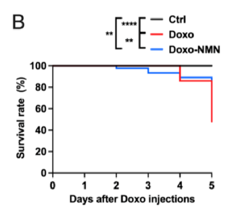 Figure: Mouse Survival Rate