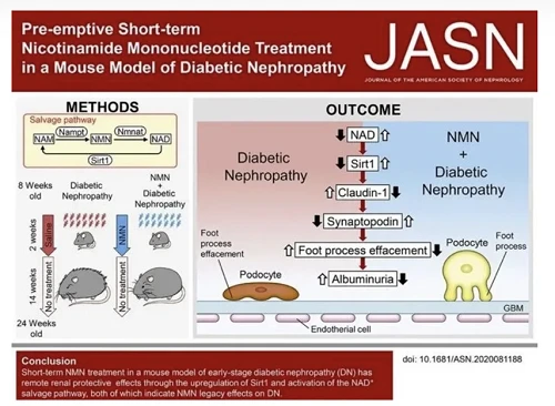 Repair Kidney Damage