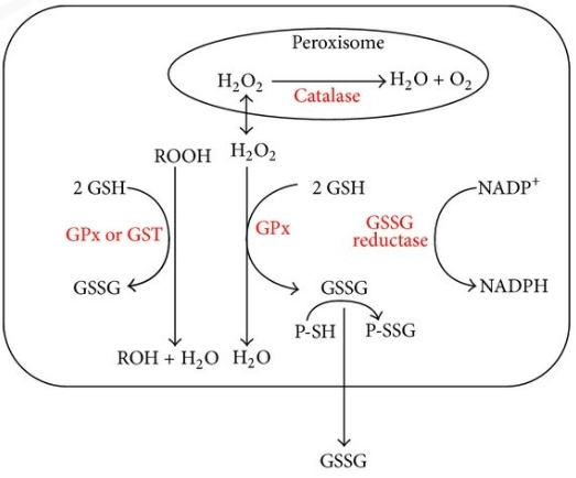 role of glutathione in personal care products