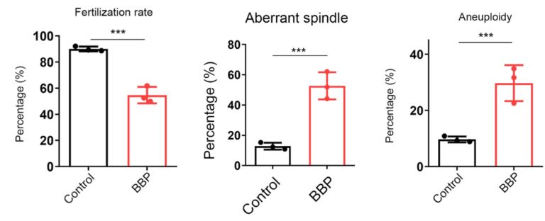 Exposing mouse oocytes to BBP induced common features of aging, including reduced fertilization rates, abnormal spindle formation, and aneuploidy, compared with normal oocytes Exposing mouse oocytes to BBP induced common features of aging, including reduced fertilization rates, abnormal spindle formation, and aneuploidy, compared with normal oocytes