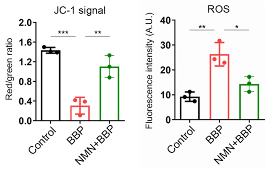 Compared with normal mouse oocytes, oocytes exposed to BBP showed decreased mitochondrial health JC-1 signaling and increased reactive oxygen species ROS, while NMN prevented mitochondrial dysfunction and reactive oxygen species ROS overproduction Compared with normal mouse oocytes, oocytes exposed to BBP showed decreased mitochondrial health JC-1 signaling and increased reactive oxygen species ROS, while NMN prevented mitochondrial dysfunction and reactive oxygen species ROS overproduction