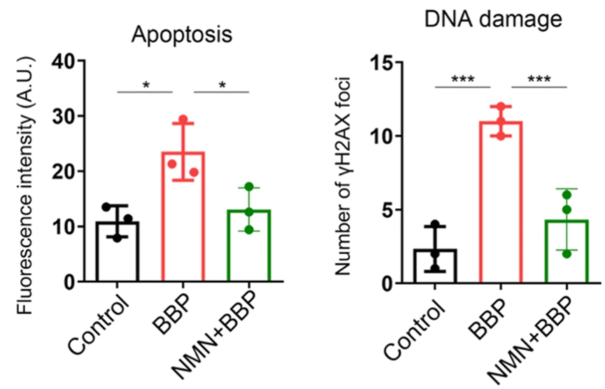 Oocytes exposed to BBP showed more apoptosis and DNA damage compared with normal mouse oocytes, whereas NMN prevented this cellular catastrophe Oocytes exposed to BBP showed more apoptosis and DNA damage compared with normal mouse oocytes, whereas NMN prevented this cellular catastrophe