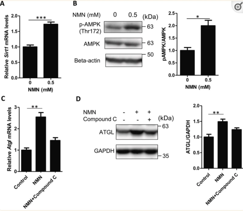 Research Prospects of NMN in Obesity Treatment