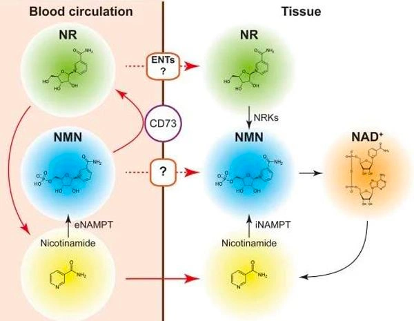 NMN is the most direct precursor for the synthesis of NAD+.