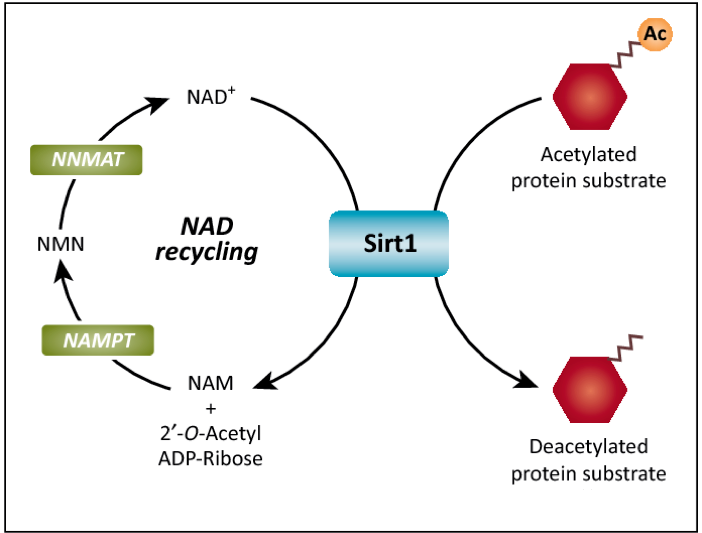 Interaction of NAD cycle and SIRT1