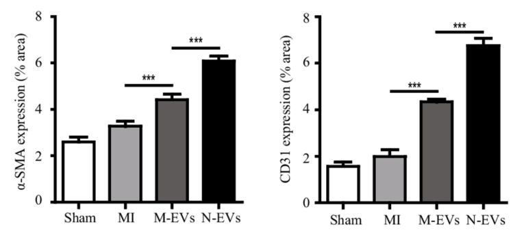 Myocardial infarction (MI) did not significantly increase arteriole (left) and capillary (right) formation compared with normal (Sham); Myocardial infarction (MI) did not significantly increase arteriole (left) and capillary (right) formation compared with normal (Sham);