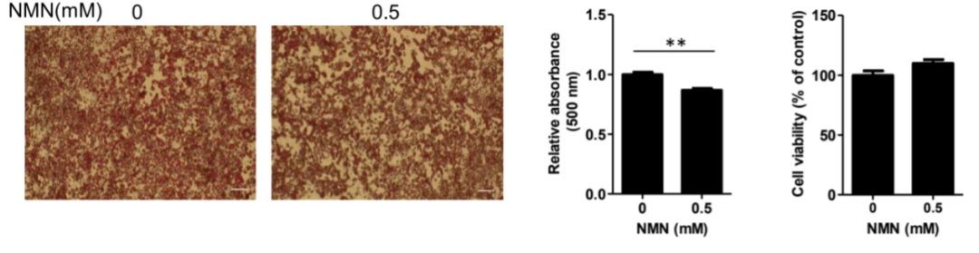 Treatment with 0.5 mM NMN for four days significantly reduces lipid accumulation in differentiated 3T3-L1 Treatment with 0.5 mM NMN for four days significantly reduces lipid accumulation in differentiated 3T3-L1