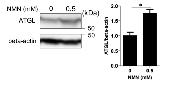 Increased release of glycerol from 3T3-L1 differentiated adipocytes treated with NMN for 24 hours Increased release of glycerol from 3T3-L1 differentiated adipocytes treated with NMN for 24 hours
