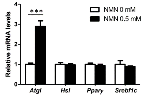 The expression level of Atgl was increased after treatment with NMN for 24 hours The expression level of Atgl was increased after treatment with NMN for 24 hours