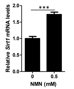 NMN increases the expression of Sirt1 in 3T3-L1 adipocytes NMN increases the expression of Sirt1 in 3T3-L1 adipocytes