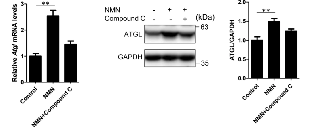 Decreased mRNA expression and AMPK phosphorylated Atgl content of 3T3-L1 differentiated 3T3-L1 treated with NMN Decreased mRNA expression and AMPK phosphorylated Atgl content of 3T3-L1 differentiated 3T3-L1 treated with NMN