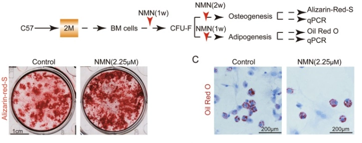 NMN promotes the generation of osteoblasts by mesenchymal stem cells and reduces the generation of adipocytes NMN promotes the generation of osteoblasts by mesenchymal stem cells and reduces the generation of adipocytes